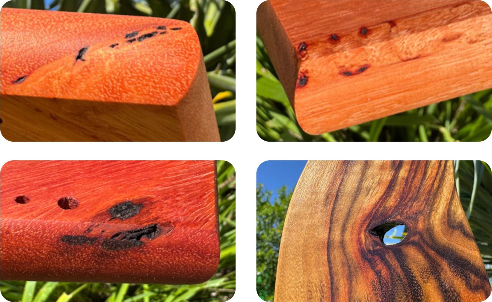 Sample of timbers with sap and borer damage